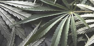 Chapitre 28 : Cannabis