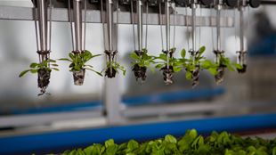 Testing Plants