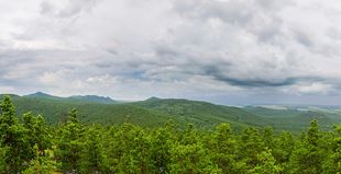 forest with clouds in the distance