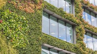 mousse sur le côté du bâtiment