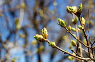 Registered Firms: Budding Spring Topics