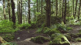 forest