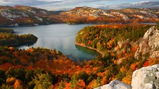Fall Trees